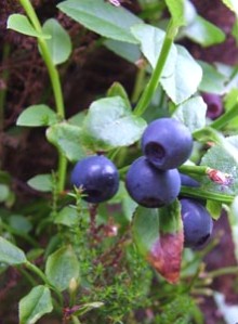 Bilberry Extract - Herbal Extracts