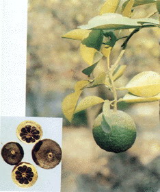 Citrus Aurantium Extract - Herbal Extracts