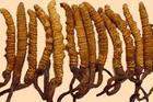 Cordyceps Sinensis Extract - Herbal Extracts