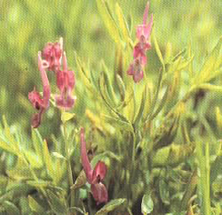 Corydalis Yanhusuo - Herbal Extracts