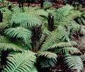 Dryopteris Crassirhizoma - Herbal Extracts