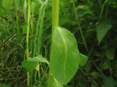 Euphorbia Helioscopia - Herbal Extracts