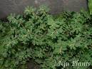 Euphorbia Humifusa Extract - Herbal Extracts