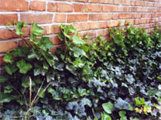 Ivy Extract