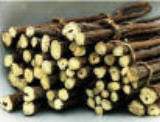 Licorice Extract - Herbal Extracts