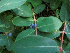 Lonicera Caerulea Var. Edulis - Herbal Extracts