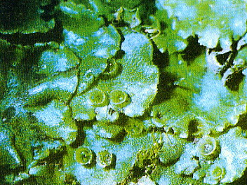 Marchantia Polymorpha - Herbal Extracts