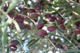 Olive Extract - Herbal Extracts