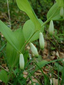 Polygonatum Odoratum - Herbal Extracts