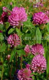 Red Clover Extract - Herbal Extracts