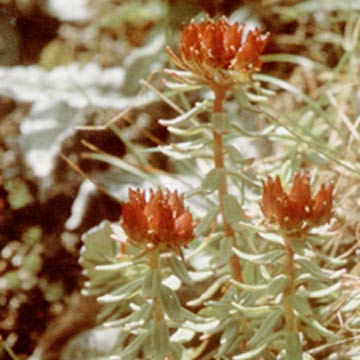 Rhodiola Rosea P.E. - Herbal Extracts