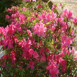 Rhododendron Dauricum - Herbal Extracts