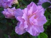 Rhododendron Simsii - Herbal Extracts