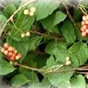 Schisandra Extract - Herbal Extracts