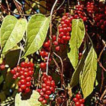 Schisandra Chinensis P.E. - Herbal Extracts