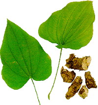 Wild Yam Extract - Herbal Extracts