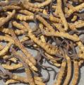 cordyceps extract - Herbal Extracts