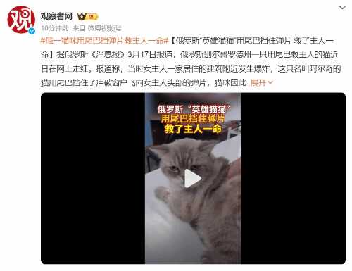 俄罗斯“英雄猫猫”用尾巴挡住弹片 救了主人一命